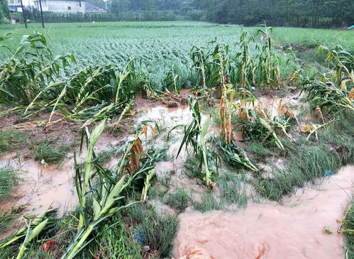 今日入伏,俗語說 淋伏頭,曬伏尾 當天下雨好嗎