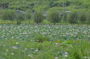 老驥伏櫪，志在千里——致我那默默奉獻的老款寶來